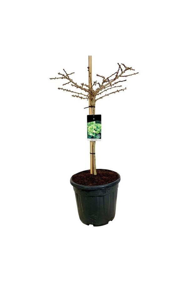 Japanse Notenboom Ginkgo biloba Mariken