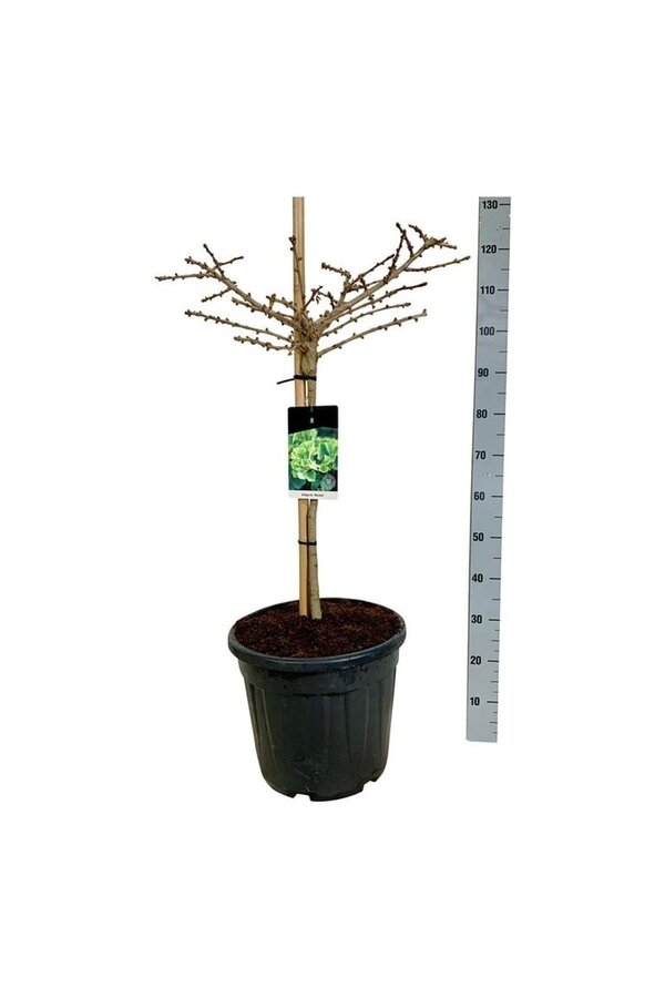 Japanse Notenboom Ginkgo biloba Mariken