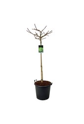 Japanse Notenboom Ginkgo biloba Mariken