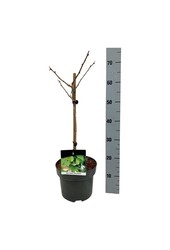 Japanse Notenboom Ginkgo biloba Little Emperor