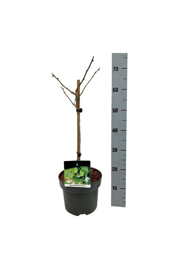 Japanse Notenboom Ginkgo biloba Little Emperor