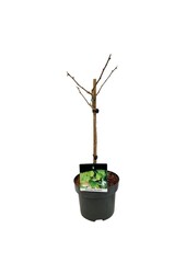 Japanse Notenboom Ginkgo biloba Little Emperor