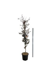 Hêtre Fagus Rohanii