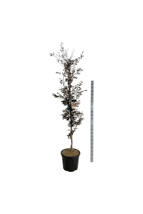 Hêtre Fagus Rohanii