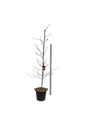 Beukenboom Fagus Purpurea Tricolor