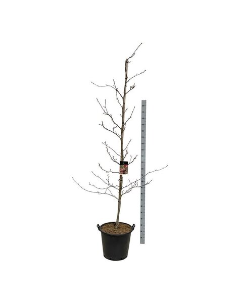 Fagus