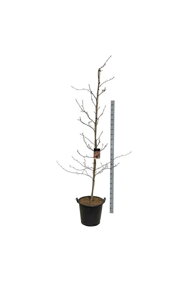 Beukenboom Fagus Purpurea Tricolor