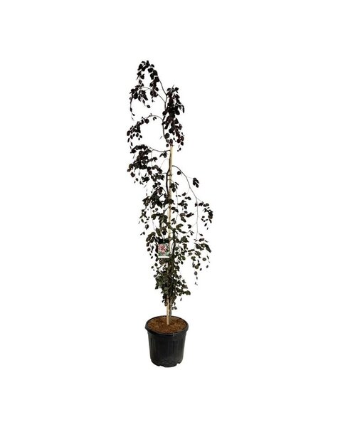 Fagus