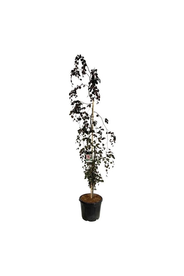Beukenboom Fagus Purple Fountain