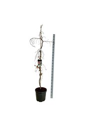 Beukenboom Fagus Purple Fountain