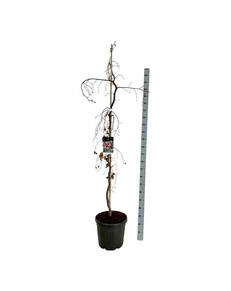 Fagus