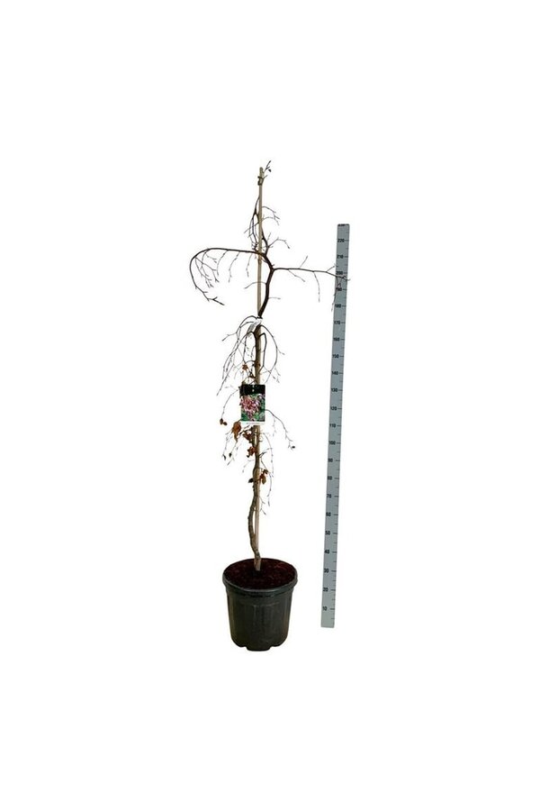 Beukenboom Fagus Purple Fountain