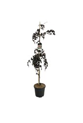 Beukenboom Fagus Purple Fountain