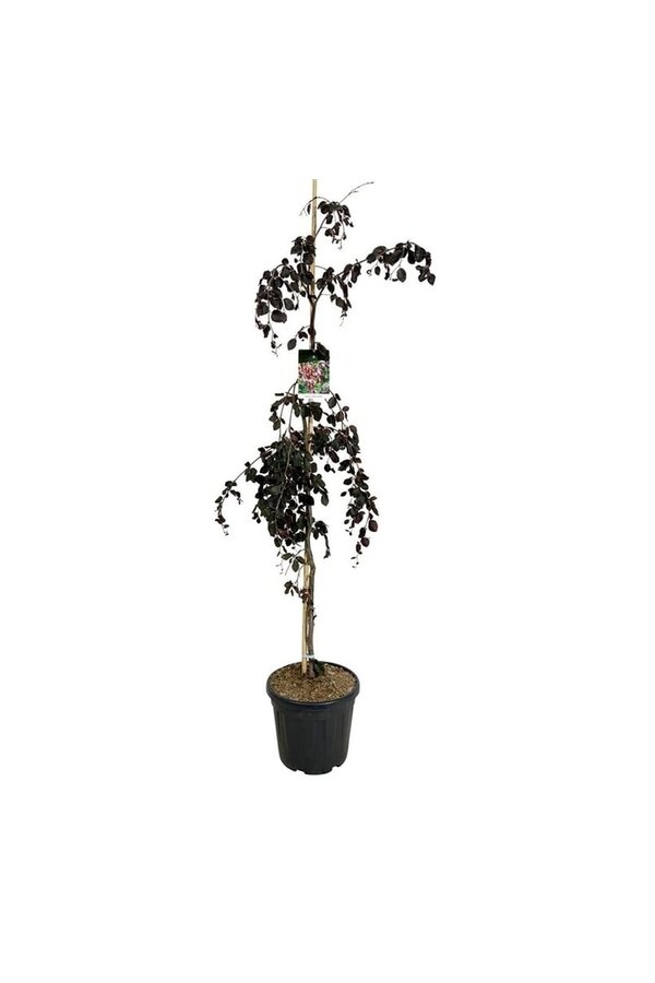 Beukenboom Fagus Purple Fountain
