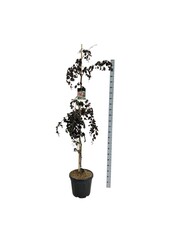 Hêtre Fagus Purple Fountain