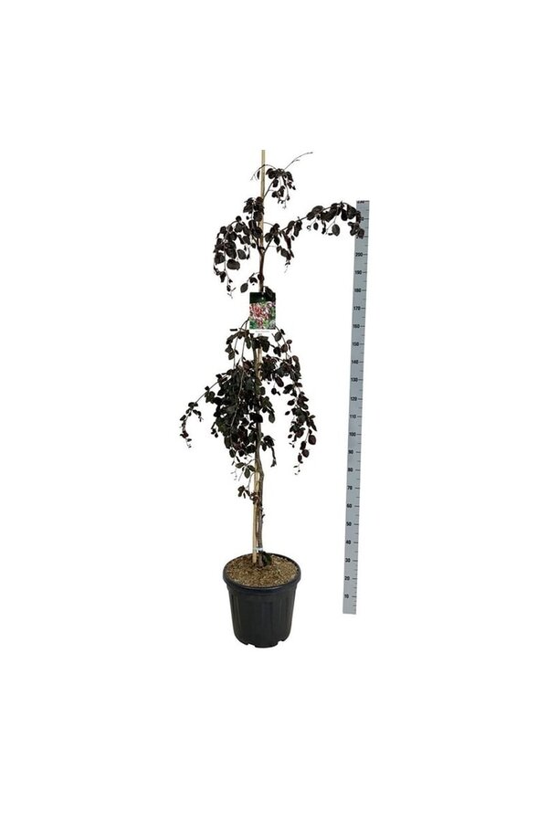 Beukenboom Fagus Purple Fountain