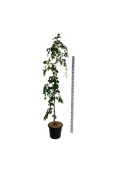 Beukenboom Fagus Pendula