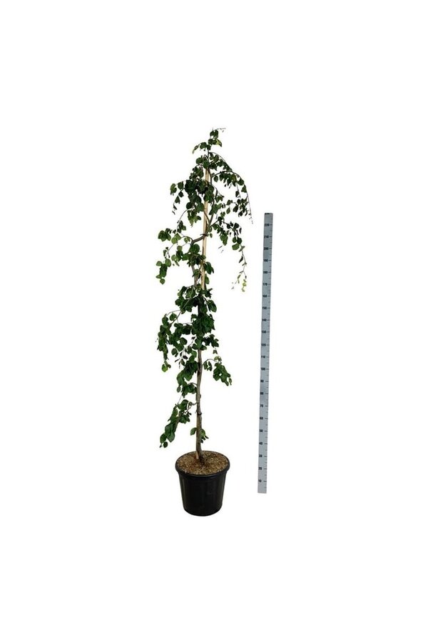 Beukenboom Fagus Pendula