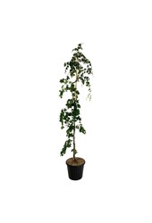 Beukenboom Fagus Pendula