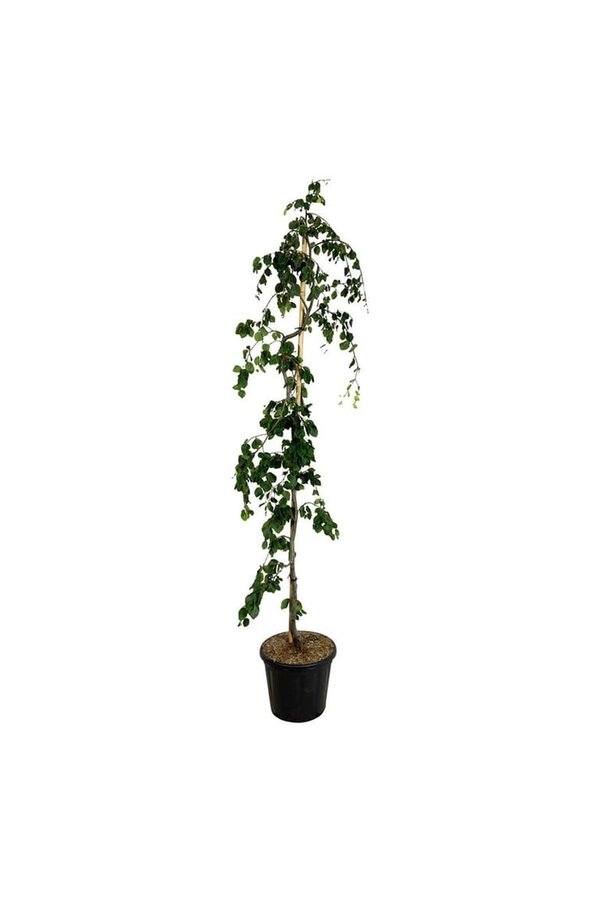 Beukenboom Fagus Pendula