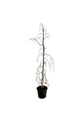 Beukenboom Fagus Pendula