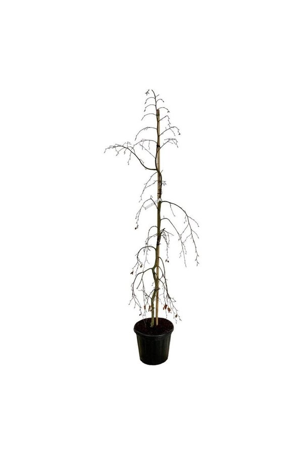 Beukenboom Fagus Pendula