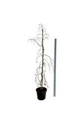Beukenboom Fagus Pendula