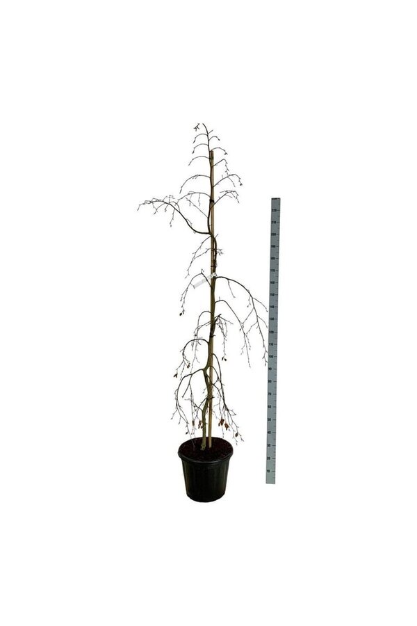 Beukenboom Fagus Pendula
