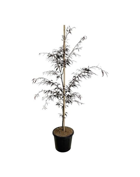 Fagus