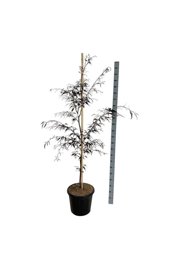 Beukenboom Fagus Midnight Feather