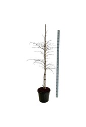 Beukenboom Fagus Midnight Feather