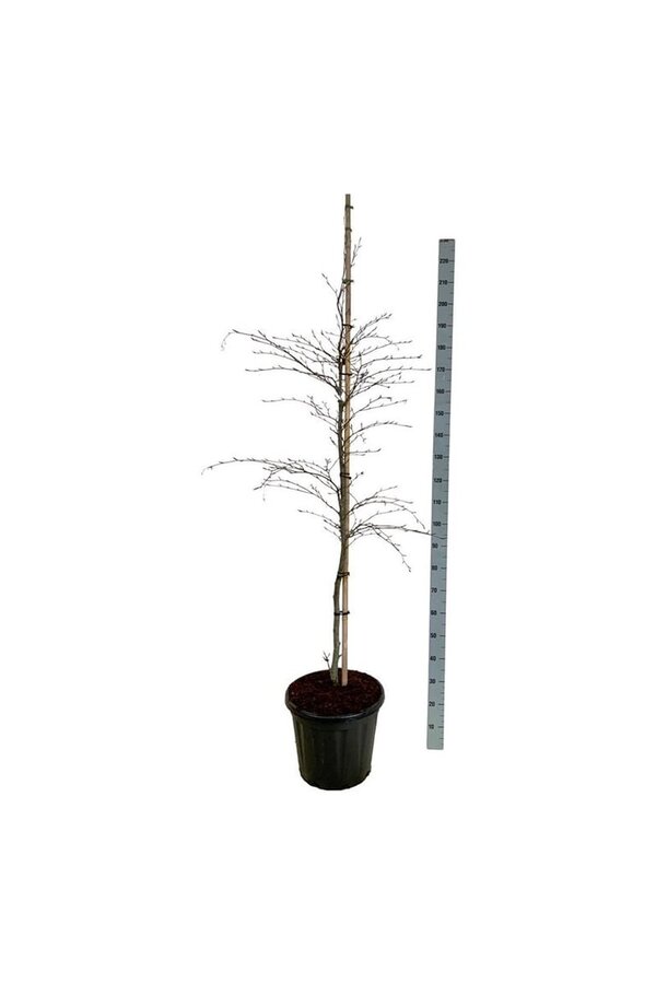 Beukenboom Fagus Midnight Feather
