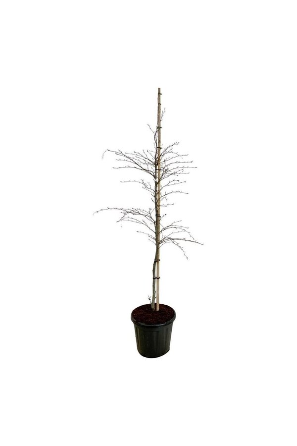 Beukenboom Fagus Midnight Feather