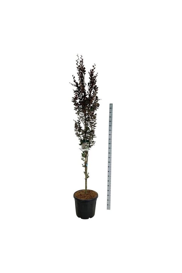 Beukenboom Fagus Dawyck Purple