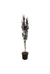 Beukenboom Fagus Dawyck Purple