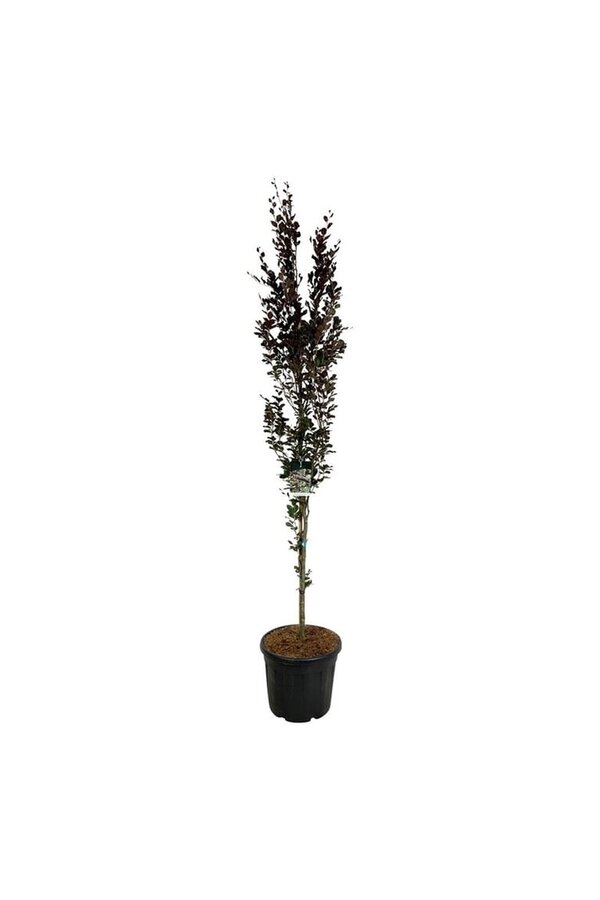 Beukenboom Fagus Dawyck Purple