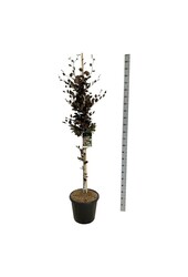 Beukenboom Fagus Dawyck Purple