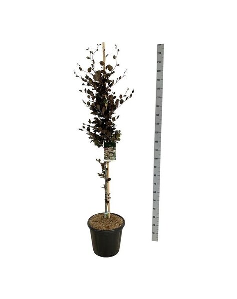 Fagus