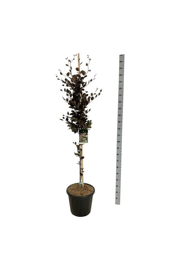 Beukenboom Fagus Dawyck Purple
