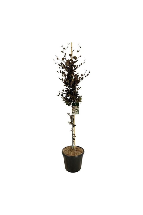 Beukenboom Fagus Dawyck Purple