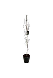 Beukenboom Fagus Dawyck Purple