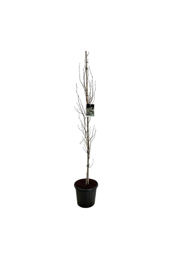 Beukenboom Fagus Dawyck Purple