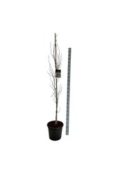 Beukenboom Fagus Dawyck Purple