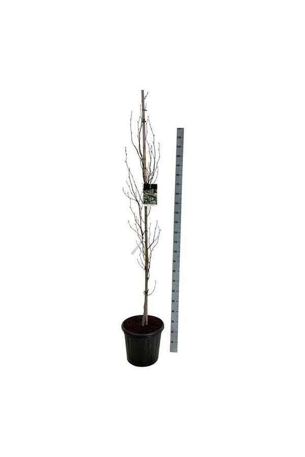 Beukenboom Fagus Dawyck Purple