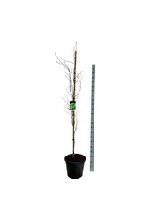Beukenboom Fagus Dawyck Gold