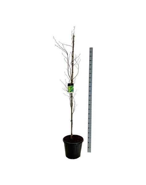 Fagus