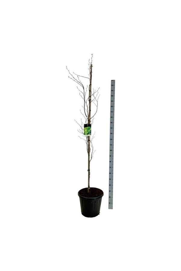 Beukenboom Fagus Dawyck Gold