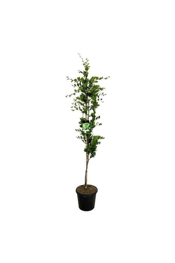 Beukenboom Fagus Dawyck Gold