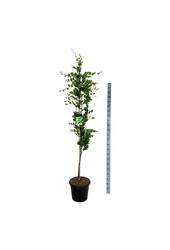 Beukenboom Fagus Dawyck Gold