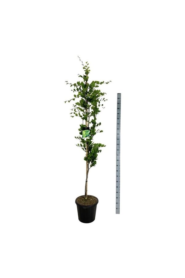 Beukenboom Fagus Dawyck Gold